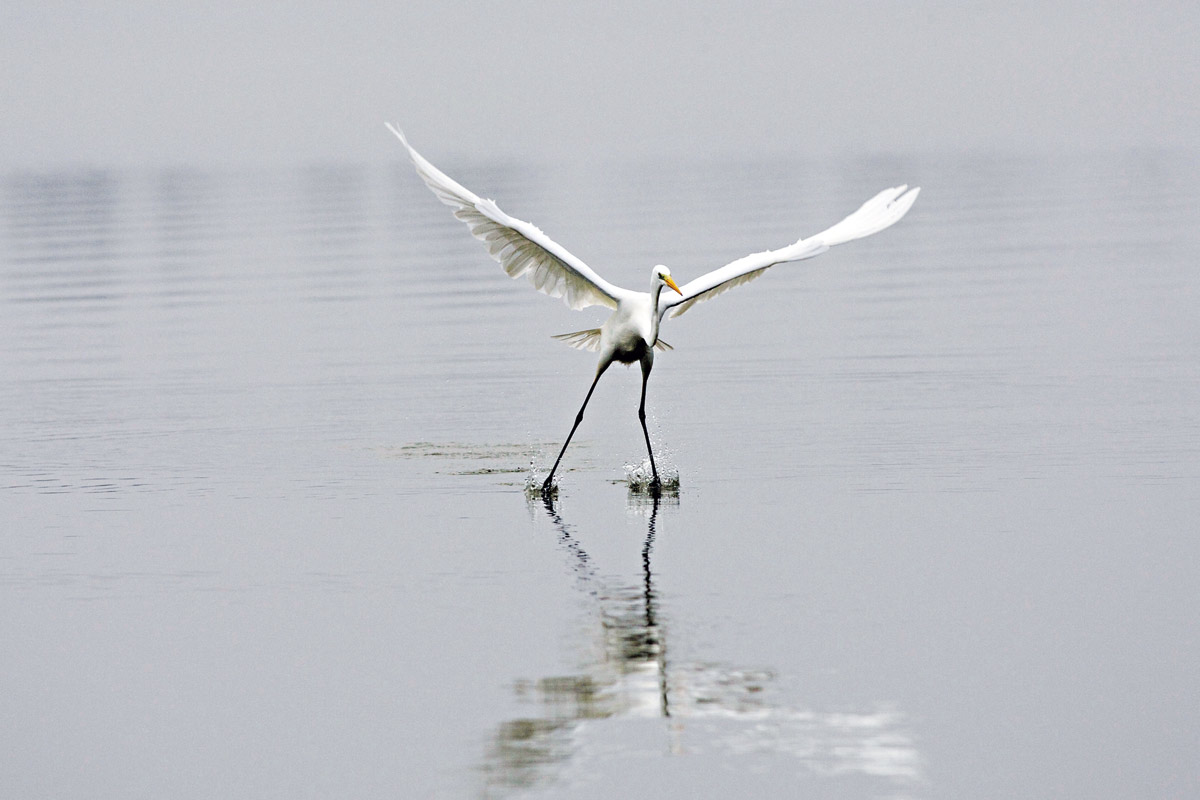 Zilverreiger-Copyright_-pklaver.com-Redactioneel