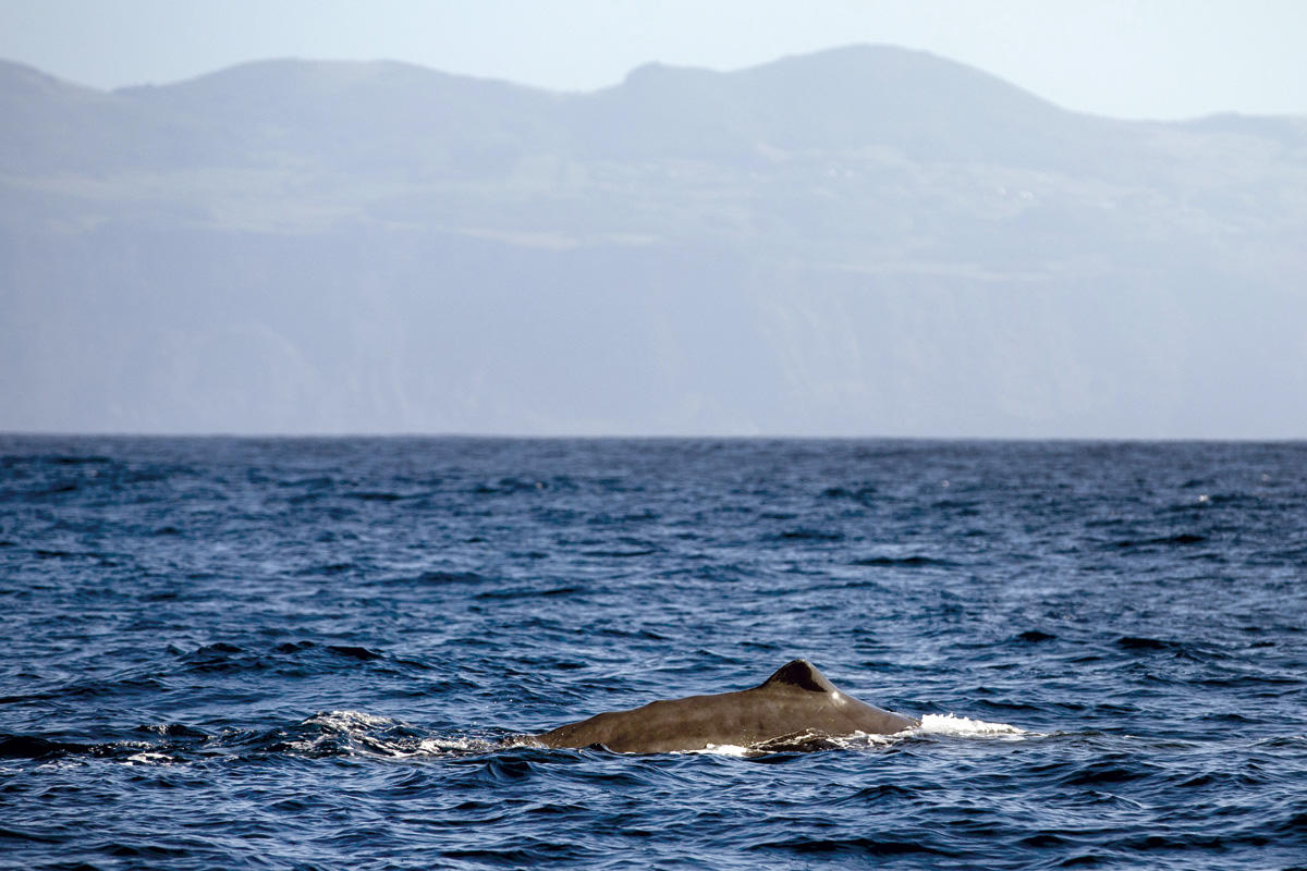 32807586_BINARY_GI21102018ADELINOMEIRELES0087