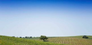 Rota dos Vinhos do Alentejo está a oferecer dois convites para a BTL 2019