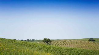 Rota dos Vinhos do Alentejo está a oferecer dois convites para a BTL 2019 Rota dos Vinhos do Alentejo está a oferecer dois convites para a BTL 2019