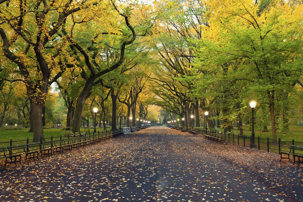 centralpark-shutterstock_116584246_resultado