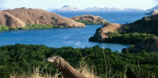 Popular ilha na Indonésia encerra a turistas para proteger Dragões de Komodo