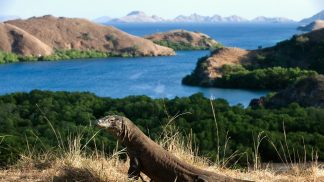 Popular ilha na Indonésia encerra a turistas para proteger Dragões de Komodo