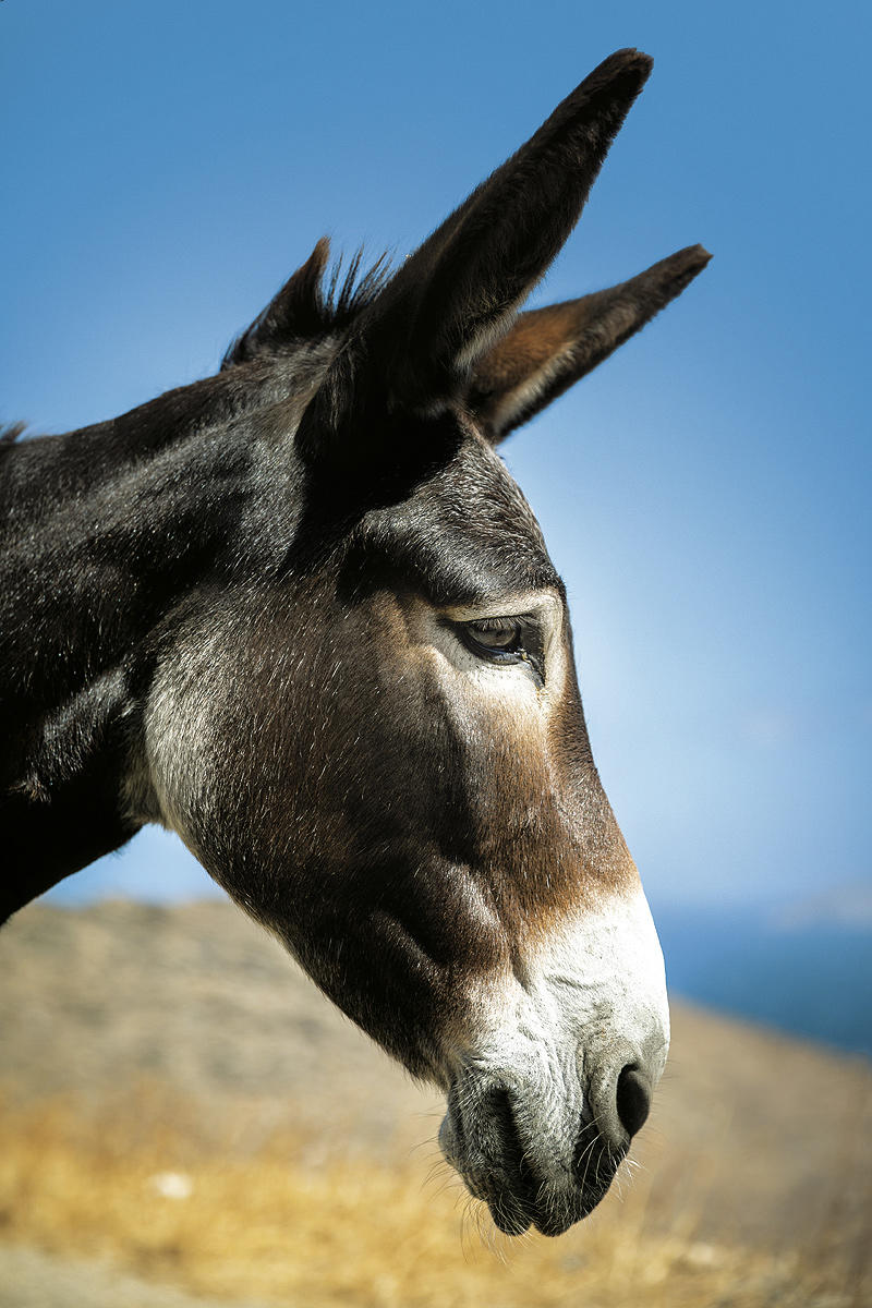 32841358_BINARY_GI19092018SARAMATOS00017