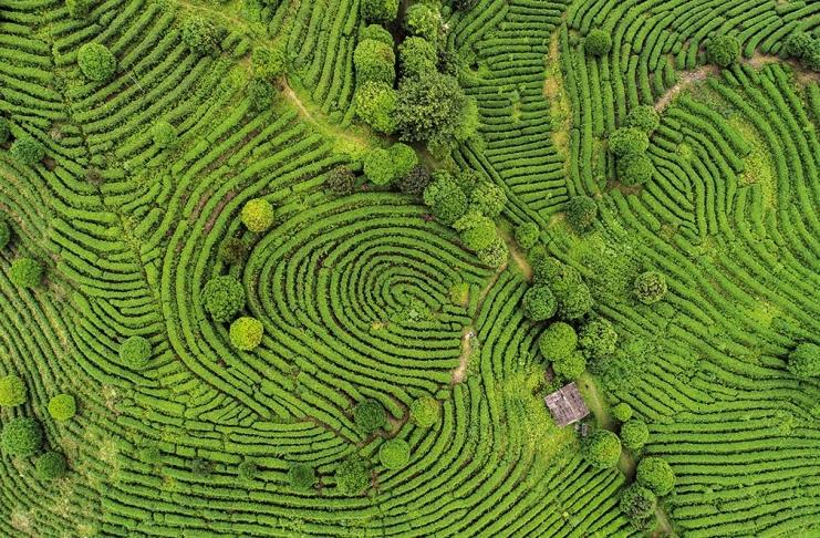 Aerial view of Tea fields