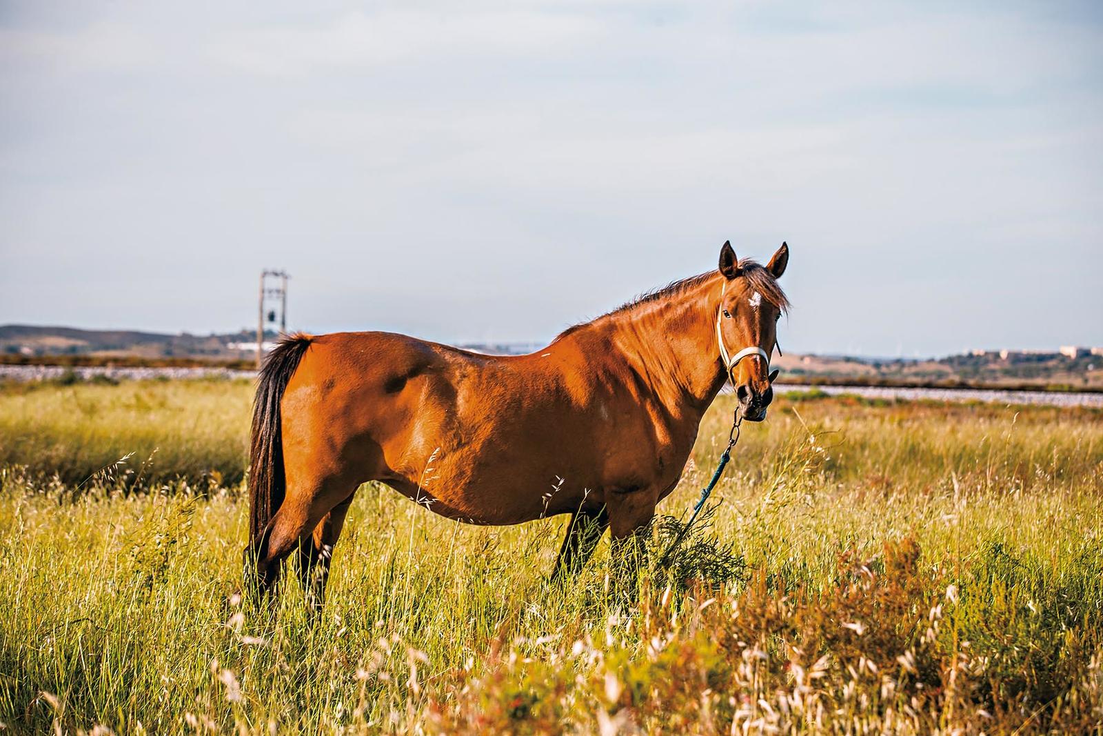 Reportagem sobre Turismo em Monte Gordo