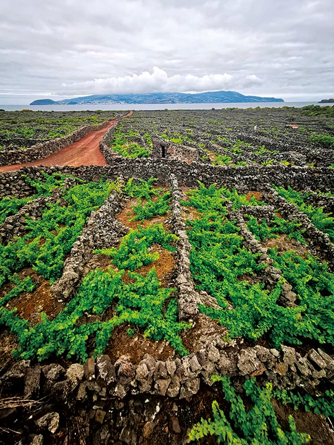 66245927_478706422878449_5254443276026511360_n