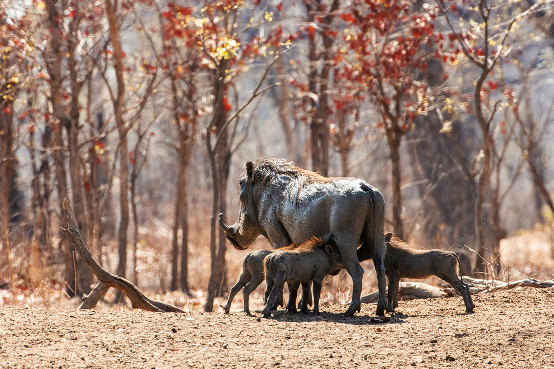 Malawi, África Minha