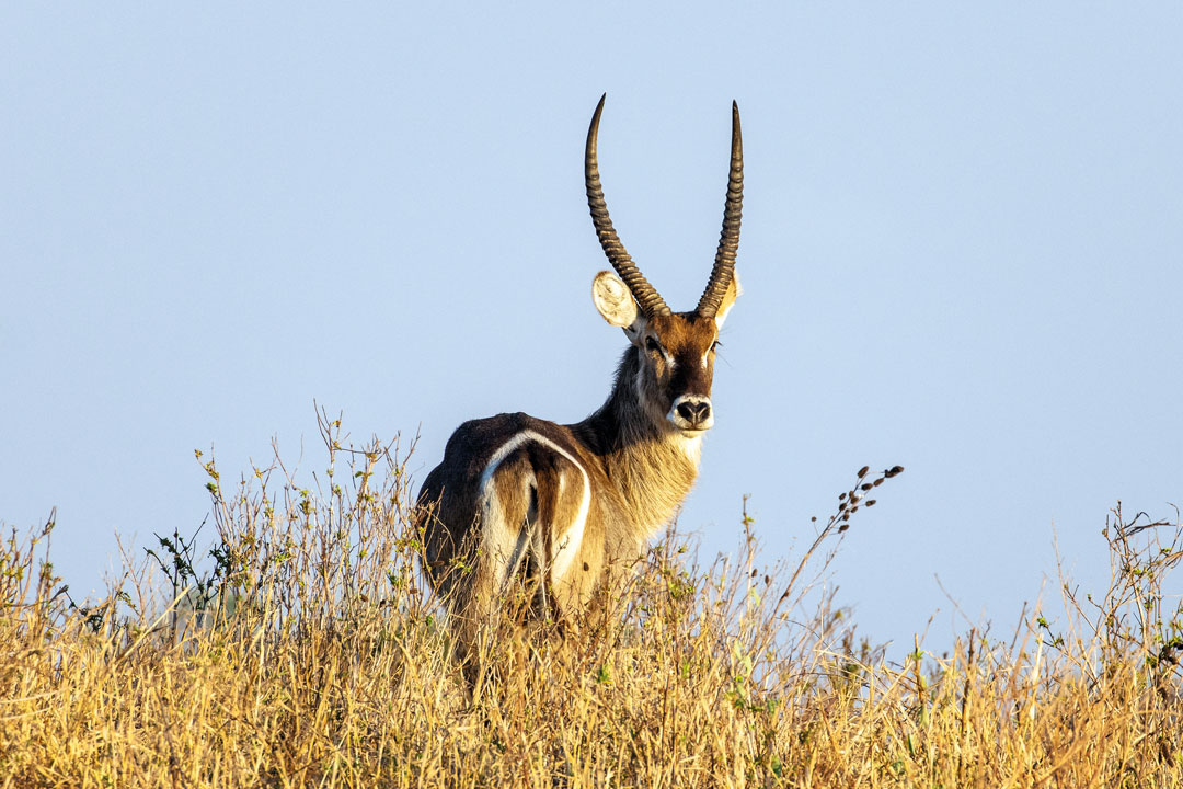 Malawi, África Minha