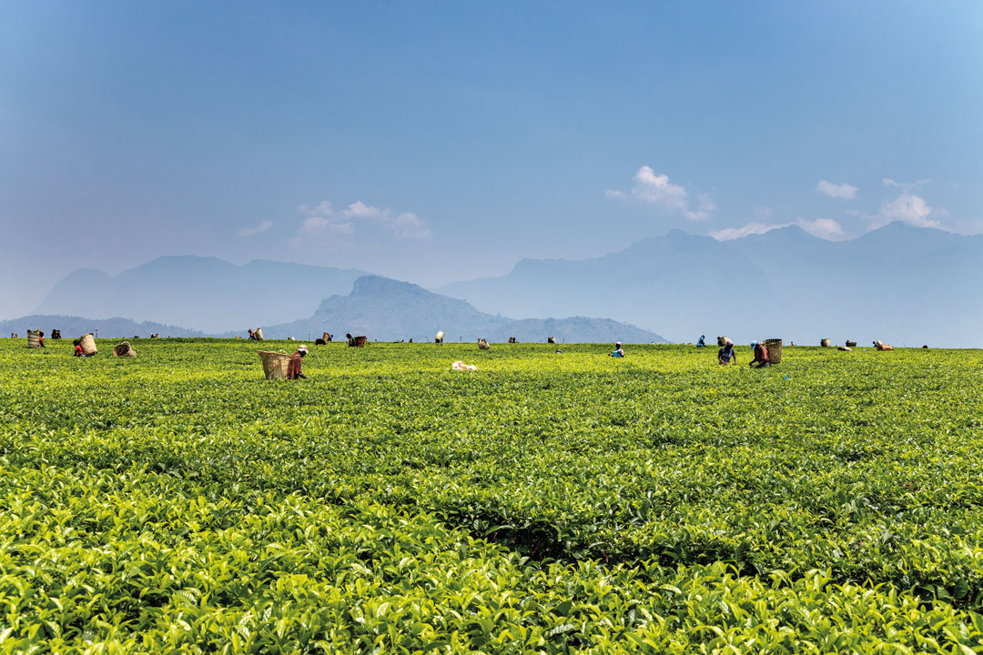Malawi, África Minha