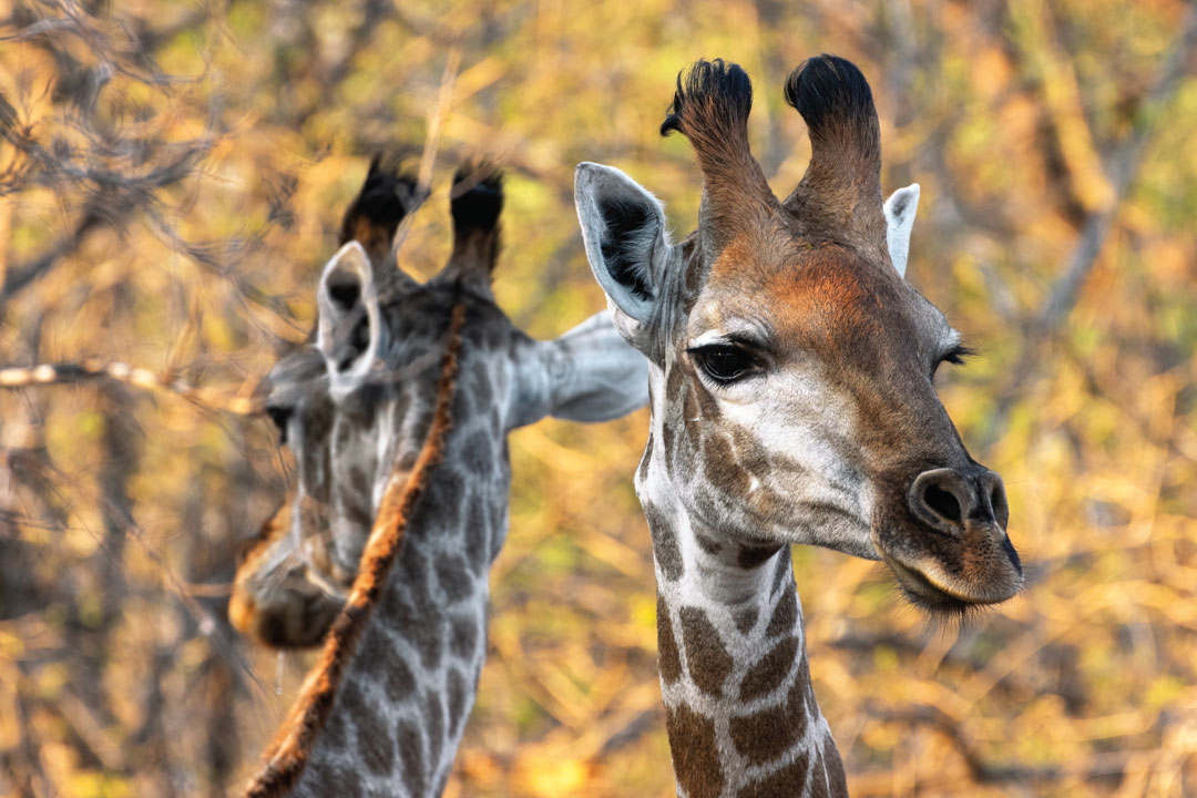 Malawi, África Minha