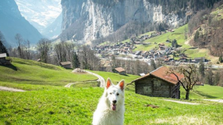 Este cão é um sucesso no Instagram - e tem fotos deslumbrantes na Suíça
