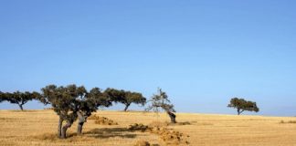 Aos 75 anos a Estrada Nacional 2 torna-se numa atração turística que une o país