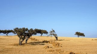 Aos 75 anos a Estrada Nacional 2 torna-se numa atração turística que une o país