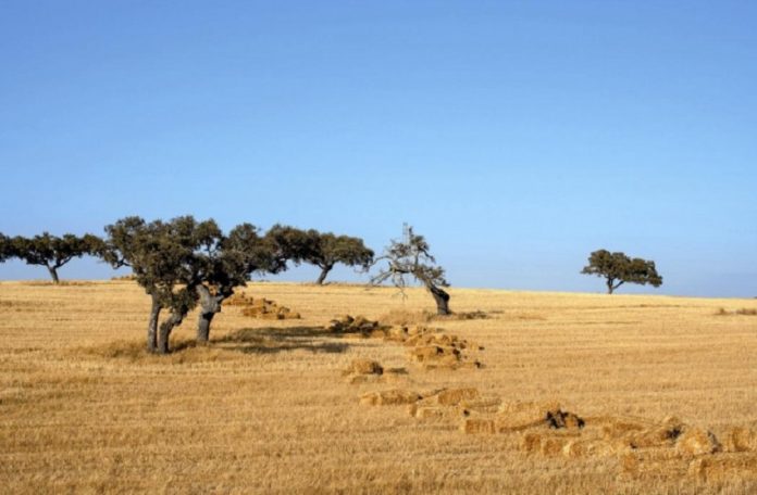 Aos 75 anos a Estrada Nacional 2 torna-se numa atração turística que une o país Aos 75 anos a Estrada Nacional 2 torna-se numa atração turística que une o país