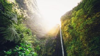 Conhece estas florestas primitivas, uma delas fica em Portugal