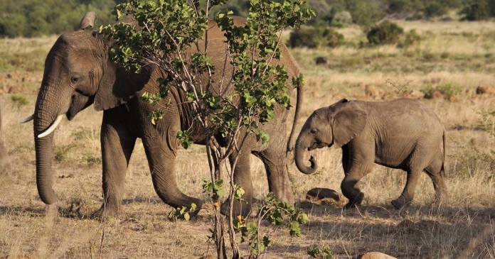 elefante áfrica 1a pixabay