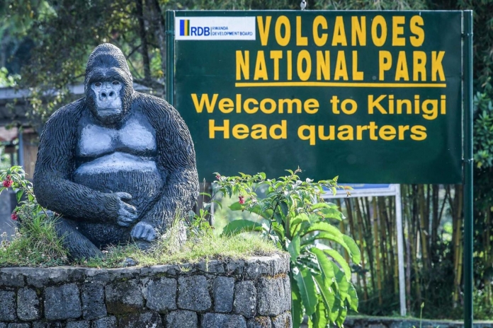 ruanda parque gorilas Simon Maina afp 1
