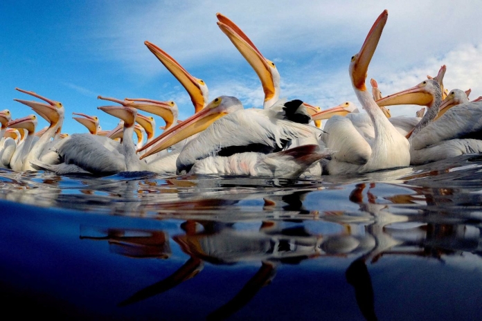 méxico pelicanos 1 Ulises Ruiz AFP