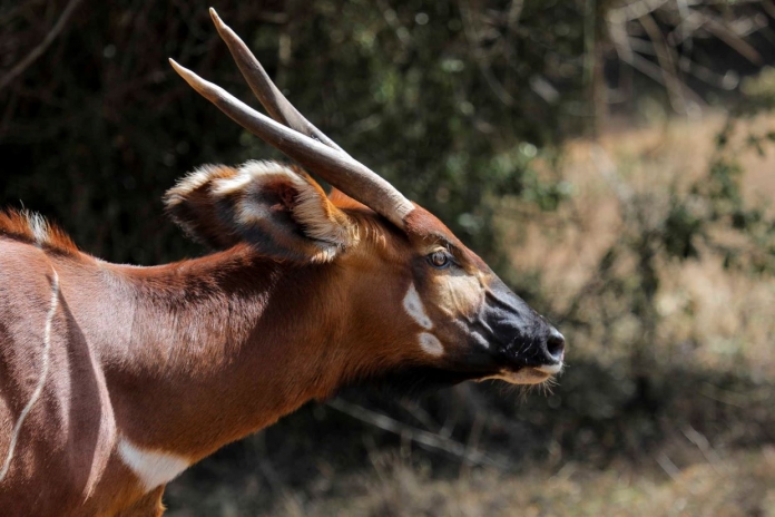 quénia bongo 1 EPA Daniel Irungu