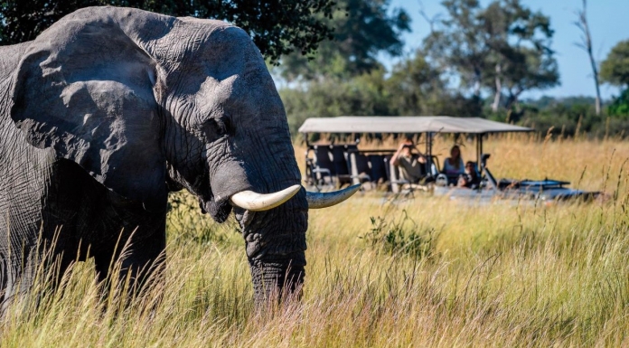 botsuana acampamento 3a