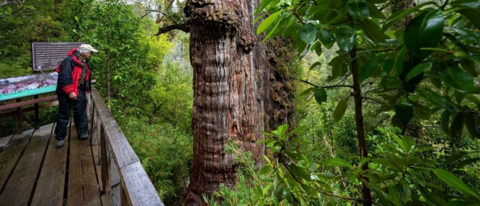 chile árvore mais velha do mundo 1a Martin Bernetti AFP