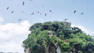 As árvores de Samaná nascem no mar