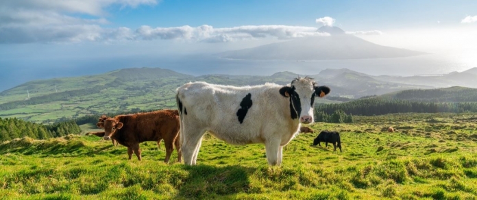 portugal açores vacas 1 pixabay