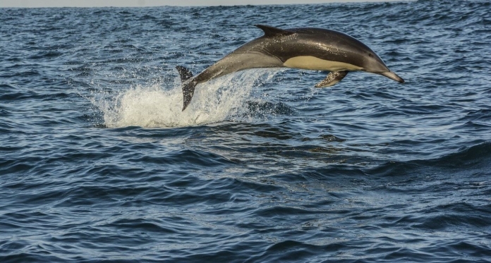 japão golfinho geral 1a pixabay