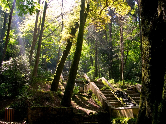 portugal mata do bussaco 1 pixabay